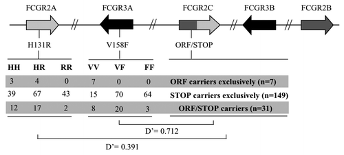 Figure 1.LD between FCGR2C-ORF/STOP, FCGR3A-V158F and FCGR2A-H131R. Polymorphisms of interest were localized on the genomic cluster using gene order and orientation annotated in build 37.2 of NCBI. For FCGR3A-V158F and FCGR2A-H131R, number of individual for each genotype is indicated depending on FCGR2C-ORF/STOP polymorphism.
