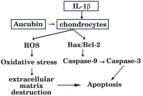 Figure 7 Schematic diagram showing apoptotic and ROS signaling pathway induced by IL-1β in articular chondrocytes.