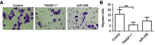 Figure 5 TM4SF1 KO MDA-MB-231 cells displayed reduced cell migration and invasion capabilities in vitro.Notes: (A) Migration activity of TM4SF1 KO MDA-MB-231 cells or KO MDA-MB-231 cells transfected with miR-206 was measured by transwell assay. (B) Relative transmitted cell numbers in the transwell assay in (A). **P<0.01.Abbreviations: TM4SF1, transmembrane 4 L6 family member 1; miR-206, microRNA-206; -/-, TM4SF1-knockout MDA-MB-231 cells.