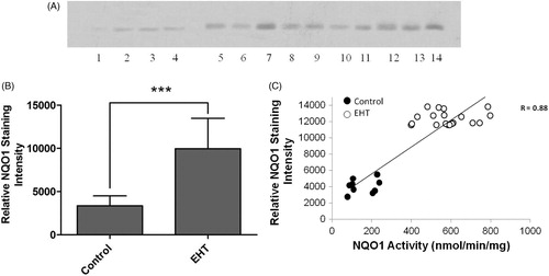 Figure 4. Effects of EH treatment on NQO1 protein level of rat liver. (A) Representative immunoblots of liver microsomal NQO1 protein in experimental control (lanes 1–4) and EHT (lanes 5–14) groups. (B) Comparison of NQO1 protein expression of the control (n = 10) and EHT treated (n = 30) groups. Experiments were repeated at least three times (n ≥ 3). ***Significantly different from respective control value (p < 0.0001). (C) Correlation between liver cytosolic NQO1 activity and relative NQO1 protein expression in rat. The correlation coefficient (r = 0.88) was calculated by the least squares linear regression method. The solid line represents the line of best fit.