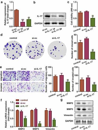 Figure 2. IL-17 promoted proliferation, migration, and invasion of trophoblast cells. Transfection efficiency of IL-17 determined using (a) qRT-PCR, and (b) Western blot. (c) Cell viability of trophoblast cells. (d) Colony formation capacity of trophoblast cells. (e) Migration and invasion capacity of trophoblast cells. Expression of MMP3, MMP9, and Vimentin at (f) the mRNA level, and (g) the protein level. **P < 0.01, ***P < 0.001.