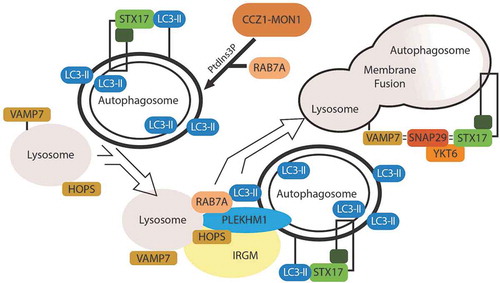 Figure 2. Degradative events in autophagy. Autophagosome degradation centers around the fusion of the lysosome with the autophagosome. The pool of PtdIns3P surrounding the autophagosome recruits RAB7A. RAB7A facilitates binding of the autophagosome to the HOPS complex on the lysosome, and PLEKHM1 mediates this binding. As the membranes converge, a SNARE-mediated fusion event occurs between VAMP7 on the lysosome and STX17 on the autophagosome, with SNAP29 being recruited and acting as a Qab SNARE. This allows for fusion of the autophagosome and lysosome membranes and the degradation of autophagosome content.