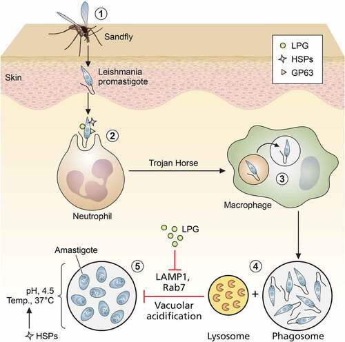 Figure 1. Role of leishmanial virulence factors in entry and trans-differentiation of parasites. (1) Entry of promastigotes through skin via bite of sand fly, (2) uptake of promastigotes by neutrophils, (3) safe transport of promastigotes from neutrophils to macrophages by “Trojan Horse” mechanism, (4) formation of parasitophorus vacuoles (PVs) by prevention of phago-lysosomal fusion, (5) trans-differentiation of promastigotes to amastigotes inside PVs (LPG: lipophosphoglycan; HSPs: heat shock proteins; and GPI: glycosyl phosphatidyl inositol). Image created through paid version of Biorender.