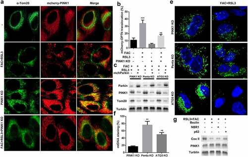 Figure 4. Iron uptake induced upregulation of PINK1 promoted mitophagy in KGN cells