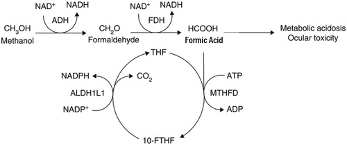 Figure 2. Methanol metabolism.Methanol metabolism includes conversion of methanol to first formaldehyde and then formic acid. The former reaction is catalyzed by alcohol dehydrogenase, whereas the latter is catalyzed by formaldehyde dehydrogenase. Formic acid is associated with many of the toxic effects of methanol including metabolic acidosis and ocular toxicity.Source: Marchitti SA, Brocker C, Stagos D, Vasiliou V. Non-P450 aldehyde oxidizing enzymes: the aldehyde dehydrogenase superfamily. Expert Opin Drug Metab Toxicol 2008;4:697-720. Permissions obtained.