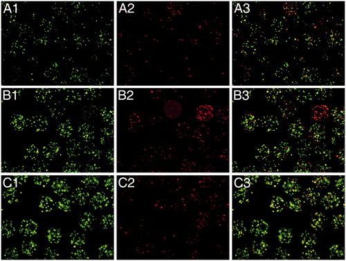 Figure 3. Fluorescence microscope images of encapsulated Raw 264.7 cells stained with calcein AM (live cells, column 1) and ethidium homodimer (dead cells, column 2) at day 4 post-encapsulation. Control capsules (A), 2 ng/ml of IL-10 added into the culture media before encapsulation (B), or 2 ng/ml of Il-10 added in the alginate matrix (C). Column 3 represents the merged image from columns 1 and 2.