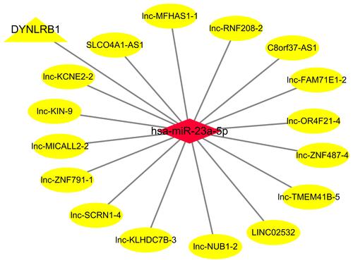 Figure 5 Competing endogenous RNA interaction network of lncRNA-miRNA-mRNA. Diamond represents miRNAs, ellipse represents lncRNAs, and triangle represents mRNAs.