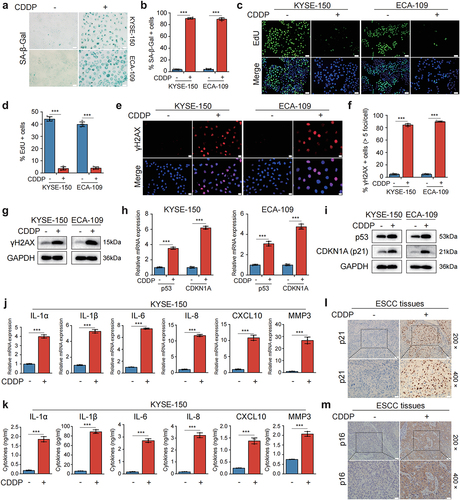 Figure 1. CDDP induced senescence and a robust SASP in p53 wild-type ESCC cells and in human ESCC cancerous tissues.