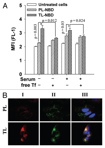 Figure 1 Cellular uptake (A) and endosomal localization (B) of TL. (A) HeLa cells were treated with plain (PL) and Tf-liposomes (TL) labeled with NBD-PE for 4 h in DMEM (−/+ serum). Excess of free transferrin (2 mg/ml) was added to the medium 15 min before the liposomal incubation was started. The fluorescence of cells was measured with a FACS. The data are a mean for six experiments ± SEM (B) HeLa cells treated with RhB-labeled PL or TL for 4 h in complete DMEM were stained with Tf-Alexa488, as an endosomal marker: (I) Liposomal RhB (red), (II) Tf-Alexa488 (green), (III) Overlay of I and II images with Hoechst 33342 (blue), a nuclear marker.