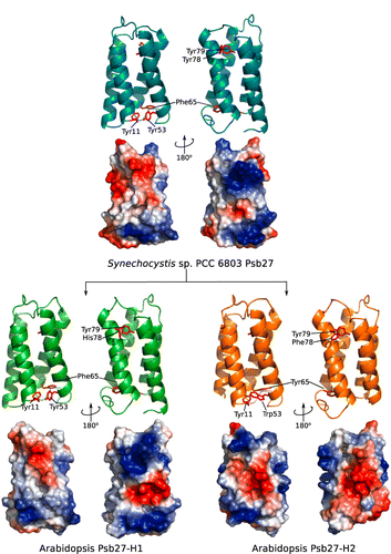 Figure 4 Molecular models of A. thaliana Psb27 proteins. The A. thaliana Psb27-H1 and Psb27-H2 proteins were modelled using the SWISS-MODEL server (Schwede et al. 2003; Arnold et al. 2006). The template for modelling was the solution structure of Synechocystis sp. PCC 6803 Psb27 (Mabbitt et al. Citation2009). A ribbon diagram of residues 11–110 of the Synechocystis sp. PCC 6803 Psb27 protein is shown in cyan (upper). A ribbon diagram of residues 11–110 of the A. thaliana Psb27-H1 protein is shown in green (lower left) and a ribbon diagram of residues 11–106 of the A. thaliana Psb27-H2 protein is shown in orange (lower right). In each of the ribbon diagrams, conserved aromatic residues at positions 11, 53, 65, 78 and 79 are shown as red sticks. Below each ribbon diagram is a representation of the potential surface charge of the protein (DeLano Citation2002), positively charged positions are coloured blue, negatively charged positions are coloured red.