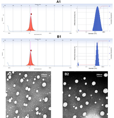 Figure 3 Mean zeta potential and particle size of PTX-NLCs (A1) and GX1-PTX-NLCs (B1). The morphology of two kinds of PTX-loaded NLCs. (A2) PTX-NLCs, (B2) GX1-PTX-NLCs.