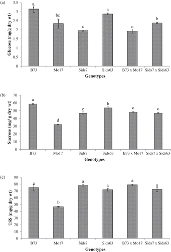 Figure 6. Comparative levels of various carbohydrates residues in leaves of the tested parental inbreds and their single cross hybrids during their early vegetative growth. Residues include glucose (a), sucrose (b), and total soluble sugars (TSS) (c). Shown are the means of the tested traits ± standard error. Means with different letters indicate significant statistical difference among genotypes at (P ≤ 0.05).