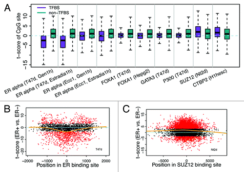 Figure 5. Relationship between differential methylation of CpGs and TF binding. (A) Binding of some TFs is correlated with reduced methylation level of CpGs in ER+ relative to ER- samples, while binding of others (SUZ12 and CTBP2) is correlated with increased methylation level. (B) CpGs proximal to ER binding center are more likely to have lower methylation levels in ER+ (smaller t-scores for ER+ vs. ER- comparison). (C) CpGs proximal to SUZ12 binding center are more likely to have higher methylation levels in ER+ (larger t-scores for ER+ vs. ER- comparison).