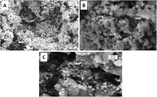 Figure 2. SEM images showing well-dispersed silver nanoparticles formed by extracts of plants: A. vera (A), P. oleracea (B) and C. dactylon (C).