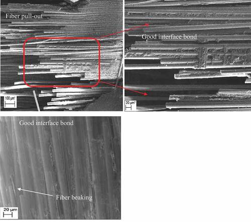 Figure 5. Fracture surface SEM image of as-made (dry/unaged) specimens.