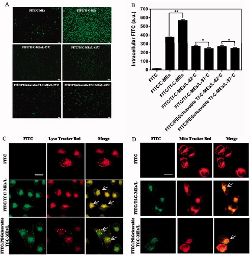 Figure 2. Cellular uptake and intracellular delivery (A) Fluorescent images of HeLa cells incubated with FITC- labeled various formulations for 2 h. Scale bar is 100 μm. (B) Mean fluorescene intensity of HeLa cells were analyzed by Flow cytometry after incubation with preparations for 2 h. Data are represented as mean ± SD, *p < .05, **p < .01. (C) Intracellular delivery of FITC/Tf-C-MEs/L and FITC/PEGcleavable Tf-C-MEs/L within HeLa cells observed using CLSM. The arrows represent formulation entrapped in the endo/lysosomes. Scale bar is 25 μm. (D) Intracellular delivery of FITC/Tf-C-MEs/L and FITC/PEGcleavable Tf-C-MEs/L within HeLa cells observed using CLSM. The arrows represent formulation entrapped in the mitochondria. Scale bar is 25 μm.