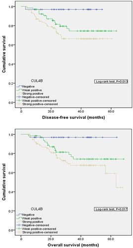 Figure 2 Comparison of disease-free survival (P=0.013) and overall survival (P=0.017) in patients with CUL4B positive and CUL4B negative tumors.