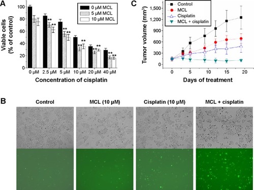 Figure 1 MCL enhances the cisplatin sensitivity of MCF-7 cells in vitro and in vivo.