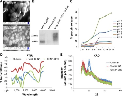 Figure 3 Characterization of CHNP–SR9 using various methods.Notes: (A) SEM images confirmed uniform size and spherical morphology of the nanoparticles. (B) The encapsulation of SR9 in CHNP protected it from serum degradation. (C) Sustained pattern of protein release was observed from the CHNP. (D) The FTIR confirmed encapsulation of protein in CHNP. (E) The XRD was used to further characterize the CHNP–SR9.Abbreviations: CHNP, chitosan nanoparticles; FBS, fetal bovine serum; SR9, cell-permeable dominant negative survivin SurR9-C84A; SEM, scanning electron micrograph; FTIR, Fourier transform infrared; XRD, X-ray diffraction; hr, hours.