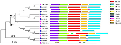 Figure 2. Conserved motifs distribution of PEBP proteins from B. oleracea and A. thaliana using MEME.