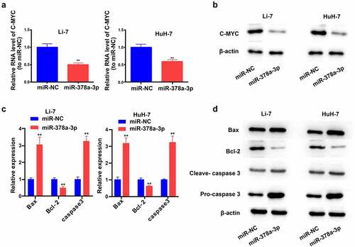 Figure 4. The potential molecular mechanisms of the regulation of miR-378a-3p to the cell viability and apoptosis of HCC cells. (A) C-MYC, as a major gene involving in cell growth, was detected with qRT-PCR. (B) C-MYC was detected with Western blot. (C, D) The levels of major genes related to apoptosis were evaluated using qRT-PCR and Western blot. Data were shown as mean ± SD from three independent experiments. **P < 0.01.