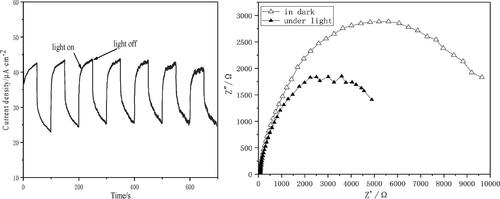 Figure 6. The transient photocurrent response (a) and EIS(b) of the CA+.