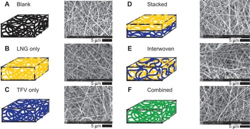 Figure 2 Electrospun fabric microarchitectures for topical delivery of single and combination drugs. Levonorgestrel (LNG) and tenofovir (TFV) were delivered alone (B, C) or combined using different composite microarchitectures (D–F). Vehicle control fabrics (blank) were prepared with only the PVA polymer (A). The figure shows the microscale rendering of idealized dispersions of LNG and TFV in fibers (left) and actual scanning electron micrographs (right) of representative fabrics that were produced.