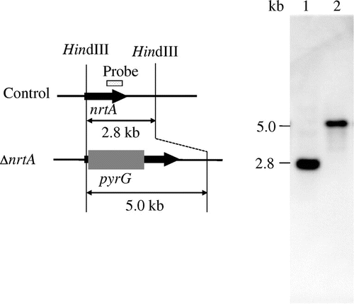 Fig. 2. Southern hybridization analysis of the nrtA-disrupted strain.