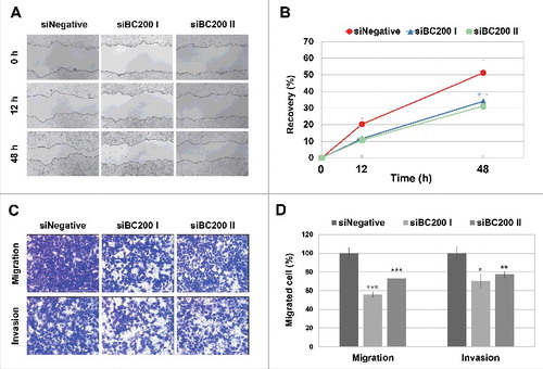 Figure 1. Effects of BC200 RNA knockdown on the migration and invasion of HeLa cells. (A and B) HeLa cells transfected with siNegative, siBC200 I, or siBC200 II were scraped (wounded) at 24 h post-transfection, and the degree of recovery was measured at 0, 12, and 48 h post-wounding. (A) Representative pictures, 40x magnification. (B) Quantitative analyses of wound-healing results. The percentage of recovery was measured and estimated based on the initial wound size of each sample. Shown are siNegative (red), siBC200 I (blue), and siBC200 II (green) (mean ± SD; n = 3; *P < 0.05, by Student's t-test). (C and D) HeLa cells were transfected with siNegative, siBC200 I, or siBC200 II and 5×104 cells were allowed to invade Matrigel or 3×104 cells were allowed to migrate toward collagen. After 40 h, the invaded or migrated cells were fixed and counted. (C) Representative pictures of trans-well assay results, 200x magnification. (D) Quantitative analyses of trans-well assay results (mean ± SD; n = 3; *P < 0.05, **P < 0.01, ***P < 0.001, by Student's t-test).