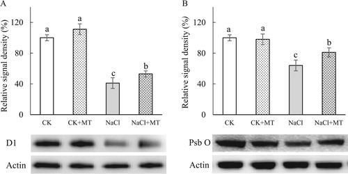 Figure 5. Quantitative image analysis of core protein levels at seven days’ salt stress in tomato leaves. D1(A) and PsbO (B) protein levels were evaluated. Total proteins were analyzed using antibodies raised against D1 and PsbO. Immunoblotting of actin (45 kDa) served as loading controls. CK, control; CK+MT, 150 μM melatonin; NaCl, 150 mM NaCl stress; NaCl+MT, 150 μM melatonin with 150 mM NaCl.