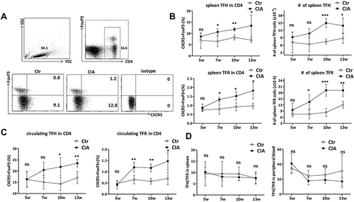 Figure 2 Analysis of changes in peripheral TFH and TFR cell levels in CIA mice. The CIA mouse model was established in 10-week-old DBA/1 mice. After two immunizations (0w, 3w), the mice were sacrificed at 5w, 7w, 10w, and 13w (n = 4 per timepoint; total = 16 CIA mice). The spleen and PB lymphocytes were separated and analyzed by flow cytometry and compared with that of age-matched Ctr mice (n = 4 per timepoint; total = 16 Ctr mice). (A) Representative flow cytometry charts showing the percentages of CD4+CXCR5+FoxP3− TFH and CD4+CXCR5+FoxP3+ TFR cells in the spleen CD4+ T cells of the two groups at 10w. (B) Analysis of the changes in the percentages (left) of TFH and TFR cells (in CD4+ lymphocytes) and their absolute numbers (right) in the spleens of the two groups (n = 4 pairs per timepoint). (C) Analysis of the percentages of TFH and TFR cells in circulating CD4+ lymphocytes of the two groups (n = 4 pairs per timepoint). (D) TFH/TFR ratios in the spleen (left) and peripheral blood (right) of CIA and Ctr mice (n = 4 pairs per timepoint). Gating was according to isotype controls. Data are from a single experiment representative of two independent experiments. Data are the mean ± SD. Results between CIA and Ctr mice for each timepoint were compared using Student’s t test. ***P < 0.001; **P < 0.01; *P < 0.05; ns, not significant; # total number of indicated cell subsets.