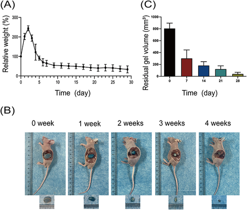 Figure 2 Degradation of GEM/PPP hydrogel in vitro and in vivo. (A) In vitro degradability of GEM/PPP hydrogel. (B) In vivo biodegradability of GEM/PPP hydrogel (stained by Cy5.5). (C) Residual gel volume in nude mice. Relative weight is a ratio of weight measured at a preset time point to the first day. All data were obtained with 3 independent repeated experiments and presented as mean ± SD.