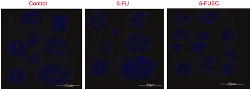 Figure 2. Nuclear morphological changes of HCT-116 colorectal cancer cell lines after 48 h by DAPI staining. 5-FUEC nanoparticles had shown morphological changes like nuclear condensation and irregular edges that can be observed in the third row of the figure (vertical).