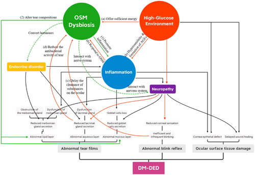 Figure 1. The “high glucose-OSM dysbiosis” pathway in the pathogenesis of DM-DED. Red lines refer to how a high-glucose environment leads to OSM dysbiosis, while green solid lines refer to how OSM dysbiosis contributes to the pathogenesis of DM-DED. Green dotted lines refer to the possible mechanisms that remain to be investigated. The high-glucose ocular surface environment leads to OSM dysbiosis in DM-DED through multiple pathways. (a) High glucose content offers sufficient energy for microbial growth. (b) Hyperosmolarity and the formation of AGEs induce ocular inflammation, which leads to massive microbial death. (c) Reduced blinking frequency delays the clearance of substances on the ocular surface. (d) Lacrimal gland dysfunction causes the reduced antibacterial activity of tears. Then, OSM dysbiosis (1) promotes ocular surface inflammation and (2) alters tear composition, which contributes to the pathogenesis of DM-DED. In addition, the OSM may also influence the homeostasis of the ocular surface by interacting with the ocular surface nervous system and converting hormones.