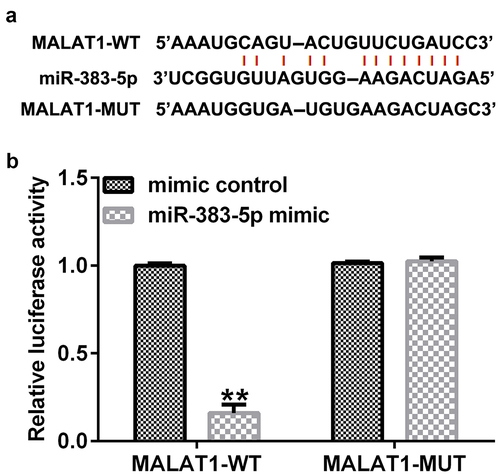Figure 2. Binding of long non-coding RNA (lncRNA) MALAT1 with microRNA (miR)-383-5p. (a) Interaction between miR-383-5p and 3ʹ-untranslated region (UTR) of MALAT1 was predicted using the starbase prediction software. (b) Dual luciferase reporter gene assay was used to verify the interaction between MALAT1 and miR-383-5p when 293 T cells were co-transfected with the miR-383-5p mimic and wild-type or mutant MALAT1 3ʹ-UTR reporter.