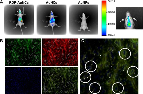 Figure 6 In vivo imaging of RDP-AuNCs.Notes: (A) Noninvasive imaging 1 hour after intravenous (IV) injection into the tail vein of RDP-AuNCs, gold nanoclusters (AuNCs), and gold nanoparticles (AuNPs), respectively. (B) The mouse brain was dissected to take slices at 2 hours after IV injection with FAM-RDP-AuNCs. Green spots represent the fluorescence from FAM of FAM-RDP-AuNCs; red spots represent fluorescence from nanoclusters of FAM-RDP-AuNCs; 4′,6-diamidino-2-phenylindole (DAPI)-stained nuclei appear blue. Merge of images; (C) magnification of circles of merge images. The arrows point to FAM-RDP-AuNC fluorescence.Abbreviations: AuNCs, gold nanoclusters; FAM, carboxyfluorescein; RDP, rabies virus glycoprotein derived peptide.