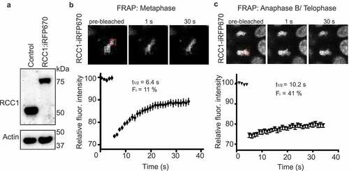 Figure 1. Dynamics of endogenous RCC1 on mitotic chromatin. (a) Western blotting with anti-RCC1 antibodies of parental HCT116 cells (left lane) and in cells in which endogenous RCC1 is tagged with iRFP670-P2A-TIR1 (second lane). Note the RCC1 mobility shift after insertion. Actin is shown as a loading control (lower panel). (b, c) Fluorescence Recovery after Photobleaching (FRAP) analysis of RCC1 in HCT116RCC1-iRFP670 cells during metaphase (b) or anaphase B/telophase (c). White square indicates the position of analyzed region. Red square indicates the region used for estimation of Fmax (see Materials and Methods). Results are expressed as an average from a total of 12 measurements recorded from 3–4 independent experiments. Note that RCC1 is highly mobile during metaphase.