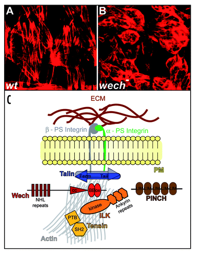 Figure 1 Wech is required for integrin-dependent muscle attachment in the Drosophila embryo. (A) muscle attachment pattern of Drosophila wild type embryos shown by actin staining. (B) in wech mutants muscle fail to attach to the body wall and ball up. (C) model of Wech function in integrin-dependent muscle attachment in the Drosophila embryo; Wech is associated with Talin and ILK in the adaptor complex which also contains Tensin and PINCH.