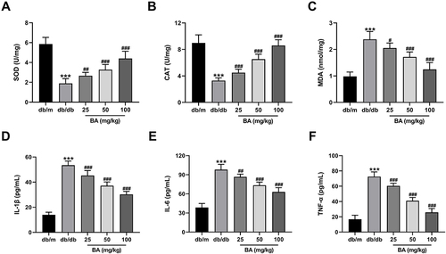 Figure 3 BA diminishes oxidative stress and inflammation in db/db mice. (A–C) SOD activity (A), CAT activity (B), and MDA level (C) in the kidneys of mice treated with various doses of BA (25, 50 and 100 mg/kg) or the same volume of normal saline for 12 weeks. (D–F) IL-1β secretion (D), IL-6 production (E), and TNF-α level (F) in the serum samples of mice in all groups at the end of the experiment. ***P<0.001 vs db/m mice; #P<0.05, ##P<0.01, and ###P<0.001 vs db/db model mice.