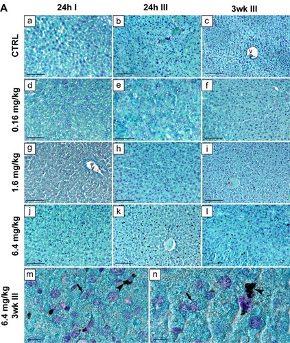Figure 5 Histopathological analysis of livers from SWCNT-exposed mice.Notes: Mice were sacrificed 24 hours after the first injection and 3 weeks after the last injection. (A) Feulgen staining of livers of controls (a–c) and SWCNTs treated mice (d–I) 24 hours after the first injection (24h I), 24 hours after the third injection (24h III), and 3 weeks after the third injection (3wk III) of SWCNTs. We observed massive aggregates representing SWCNTs deposits (bars: 10 µm). (m and n) Higher magnification of livers in SWCNT-treated mice (6.4 mg/kg) sacrificed 3 weeks after the last injection, where arrows indicate hepatic cell nuclei and the arrowheads SWCNT deposits close to Kupffer cells (bars: 10 µm). (B) Average surface area covered by the aggregates counted in five microscopic fields. Statistical analysis was performed using one-way ANOVA and Bonferroni’s posttest. **P≤0.01, ***P≤0.001, and ****P≤0.0001.Abbreviations: v, vessels; ANOVA, analysis of variance; CTRL, control; SWCNTs, single-walled carbon nanotubes.