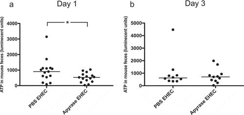 Figure 7. ATP in feces of E. coli O157:H7-infected mice. Levels of ATP in mouse feces were assayed. a) One day after E. coli O157:H7 infection, in PBS-treated (n= 15) or apyrase-treated mice (n= 15), showing significantly lower ATP in the apyrase-treated mice. b) ATP in murine feces three days after EHEC infection in mice treated with PBS (n=10) or apyrase (n=11), showing no difference between the groups. Luminescence units in candela per square meter (cd/m2). Data are presented from individual mice, the bar represents the median. *P<0.05, two-tailed Mann-Whitney U test.