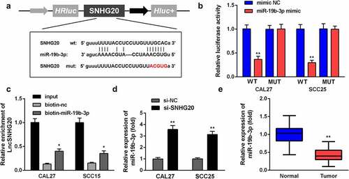 Figure 3. LncRNA SNHG20 regulates the OSCC cell functions by sponging miR-19b-3p