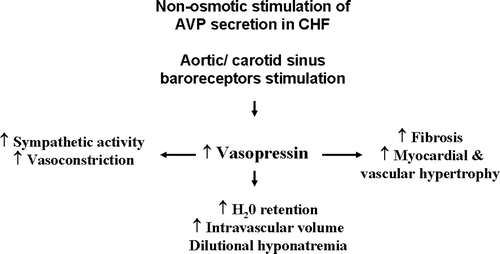 Figure 1.  Vasopressin in heart failure.