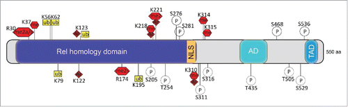 Figure 3. Posttranslational modifications of p65. Schematic representation of p65 subunit of NF-κB primary structure: Rel homology domain, nuclear localization signal (NLS), activation domain (AD), transactivation domain (TAD). Amino acid residues known to be posttranslationally modified are shown; ac (acetylation), ub (ubiquitination), p (phosphorylation), me (methylation), s (symmetric methylation), a (asymmetric methylation).