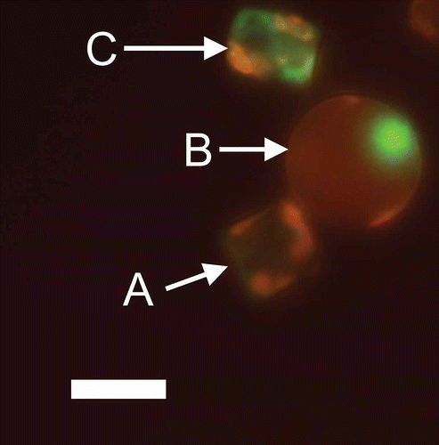 Fig. 7. Cell permeability in the diatom Thalassiosira weissflogii (CCMP 1051) visualized by epifluorescence microscopy. Cells were stained with SYTOX Green (Invitrogen, Life Technologies, Grand Island, U.S.A.), a membrane-impermeable nucleic acid stain. Chlorophyll autofluorescence is shown in red and SYTOX Green stained nucleic acids are shown in green. A. Intact cell containing chlorophyll but no SYTOX Green staining and therefore intact cell membranes. B. Intact cell containing chlorophyll with compromised cell membranes revealed by the staining of an intact nucleus with SYTOX Green. C. Dying cell with low chlorophyll autofluorescence, a disrupted nucleus and compromised cell membranes. Image courtesy of Jie Chen. Scale bar = 10 µm.