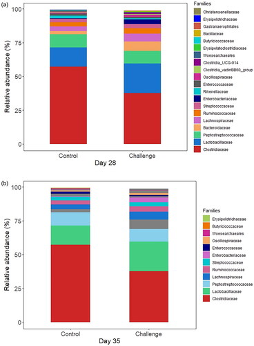 Figure 4. Effect of C. jejuni challenge on the ileal microbiota at the family level on days 28 and 35. Day-old broilers were randomly allocated into two treatments: Control or challenge (n = 6). Birds in challenge groups received 1 × 108 CFU/bird of C. jejuni or mock challenge (PBS) via oral gavage. On days 28 (a) and 35 (b) of age, the relative abundance of microbiome composition at family level were computed.