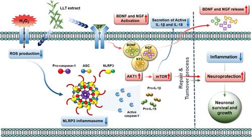 Figure 7 Schematic illustration showing the series of events associated with NLRP3 inflammasome activation in anti-inflammatory and neuroprotective effects of the LLT extract through ROS scavenging, the suppression of inflammation and apoptosis, enhancement of neuronal cell growth and axonal regeneration, and promotion of growth factor secretion.
