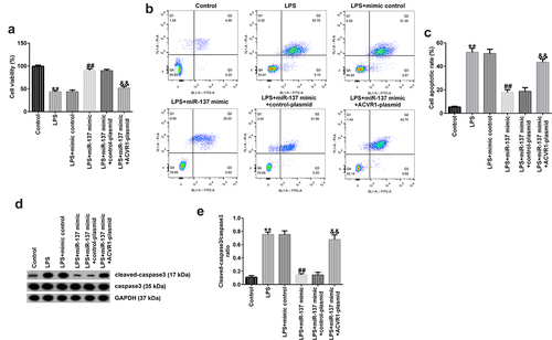 Figure 4. ACVR1-plasmid eliminates the effects of miR-137 mimic on NP cell growth and apoptosis. NP cells were transfected with the mimic-control, miR-137 mimic, control-plasmid, or ACVR1-plasmid, followed by 10 ng/mL of LPS. (a and b) Cell viability and apoptosis in the different groups were confirmed via the MTT assay and flow cytometric analysis, respectively. (c) Quantification of apoptotic NP cells. (d) Expression of apoptosis-associated proteins was confirmed in different groups through Western blot analysis. (e) Ratio of cleaved-caspase 3/caspase 3. **p < 0.01 vs. control; ##p < 0.01 vs. LPS+mimic control; &&p < 0.01 vs. LPS+miR-137 mimic+control-plasmid.