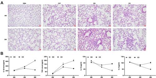 Figure 1 Comparison of the tumor incidence and peripheral inflammation of mice in different groups. The results displayed that tumors were observed in lung tissue of mice in both CD and DD groups (A). The pro-inflammatory factors TNF-α and IL-1β in peripheral blood of DBA/1 mice were also increased, the anti-inflammatory factors IL-10 and IL-4 were persistently decreased, in C57BL/6 mice, TNF-α and IL-1β were increased firsty and then decreased, IL-10 and IL-4 were decreased firsty and then increased (B). n=10.