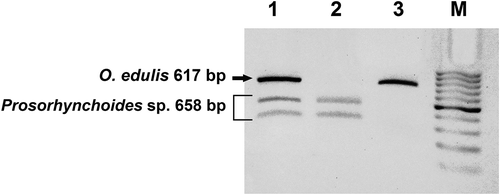Figure 4. Gel electrophoresis analysis of PCR products from a sample of Ostrea edulis parasitised by Prosorhynchoides sp. from Tor Paterno amplified with ITS2-3d*/4r* (lane 1), ITS2-DIG1/DIG2 (lane 2) and ITS2-OED1/OED2 (lane 3) and digested with BglII. M = marker (Hyperladder II, Bioline™).